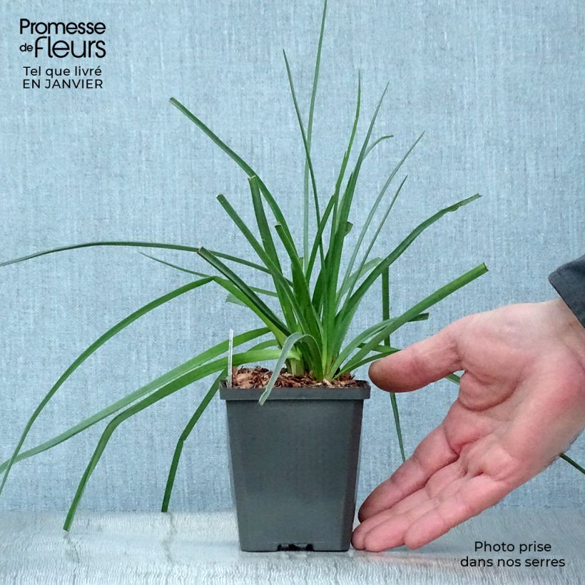 Kniphofia uvaria - Tritoma Maceta de 8/9 cm Ejemplar entregado en invierno