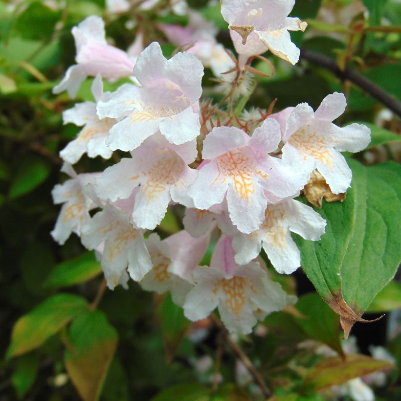 Kolkwitzia amabilis - Arbusto de la belleza (Floración)