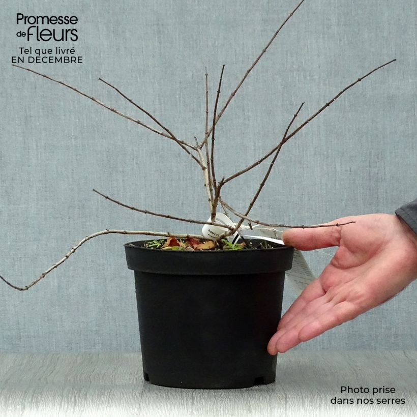 Kolkwitzia amabilis Pink Cloud - Arbusto de la belleza Maceta 3L/4L Ejemplar entregado en invierno