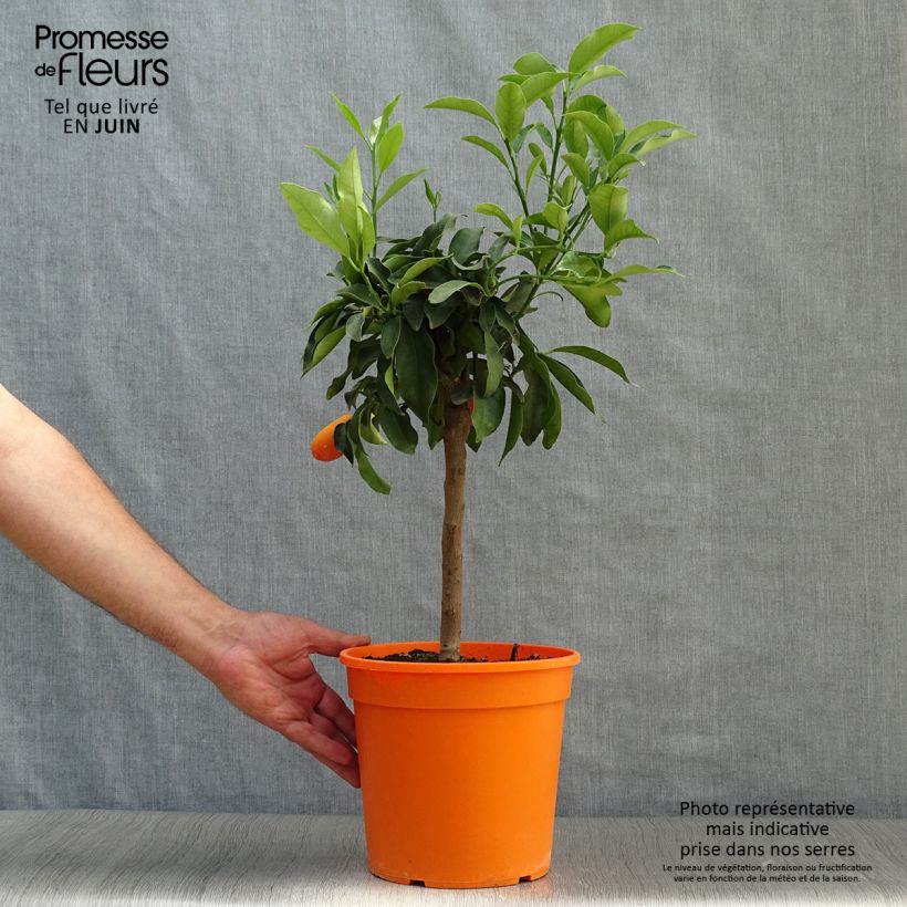 Ejemplar de Naranjo enano japonés Fukushu o Jiangsu Maceta 4L/5L, 1/4 tallo entregado en verano
