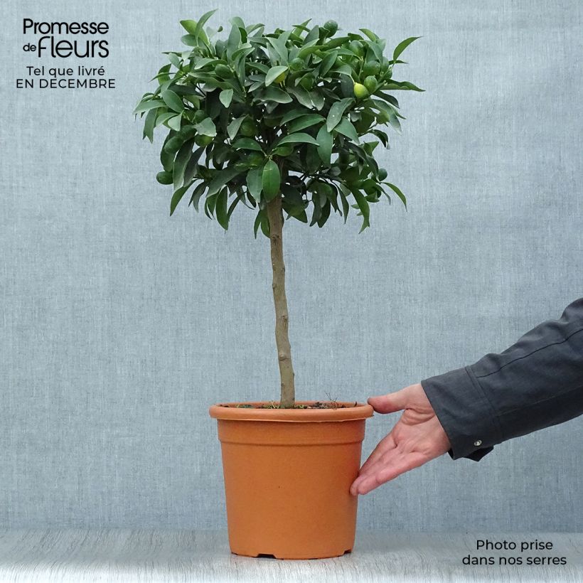 Naranjo enano japonés Marumi Maceta 4L/5L, 1/4 tallo Ejemplar entregado en invierno