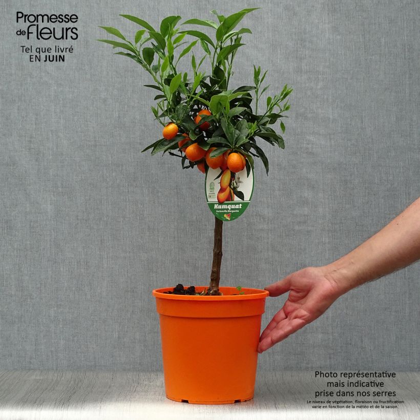 Ejemplar de Kumquat Nagami - Fortunella margarita Maceta 4L/5L, 1/4 tallo entregado en verano