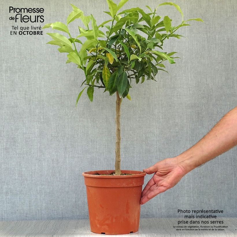 Ejemplar de Kumquat - Fortunella margarita Maceta 4L/5L entregado en otoño