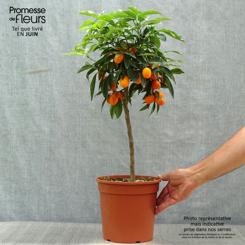 Ejemplar de Kumquat - Fortunella margarita Maceta 4L/5L entregado en verano