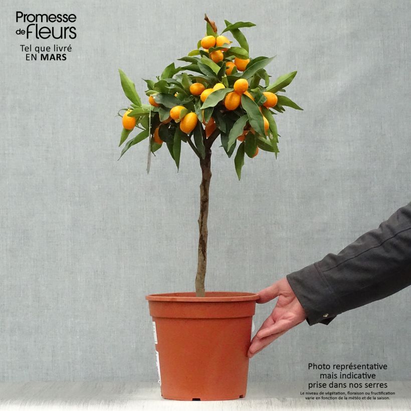 Kumquat - Fortunella margarita Maceta 4L/5L Ejemplar entregado en la primavera
