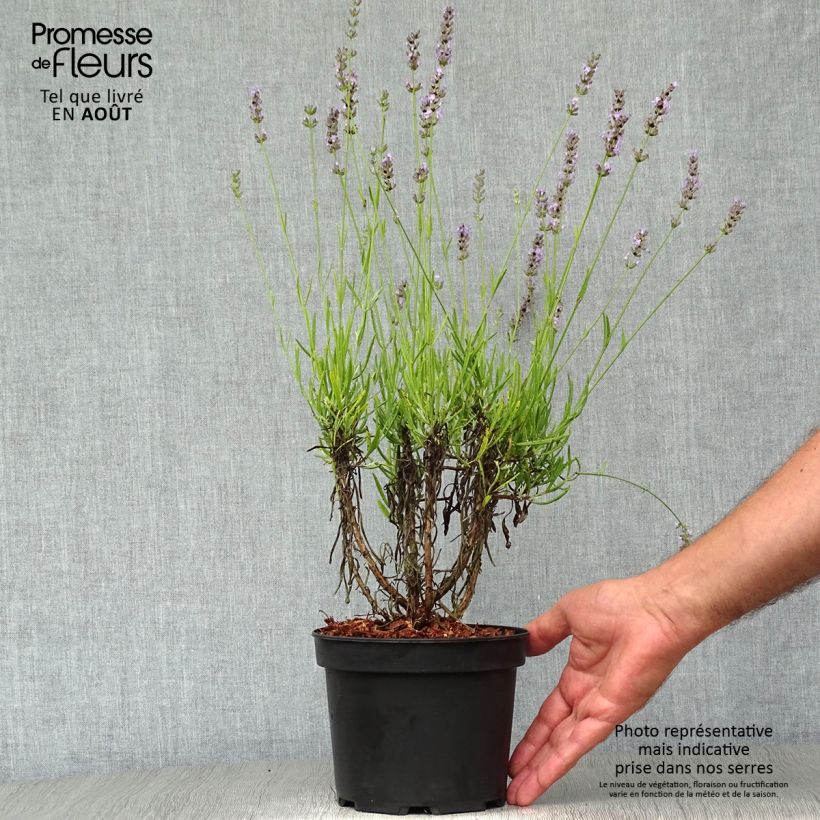 Ejemplar de Lavanda intermedia Grappenhall - Lavandín Maceta 2L/3L entregado en verano