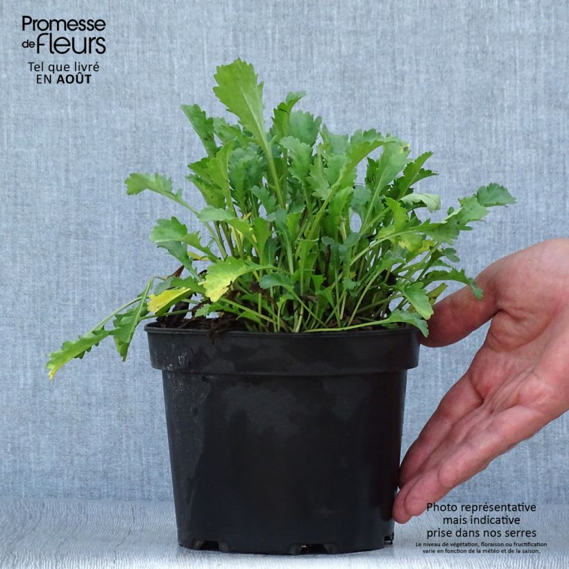 Ejemplar de Leucanthemum vulgare Maikonigin - Margarita mayor Maceta 2L/3L entregado en verano