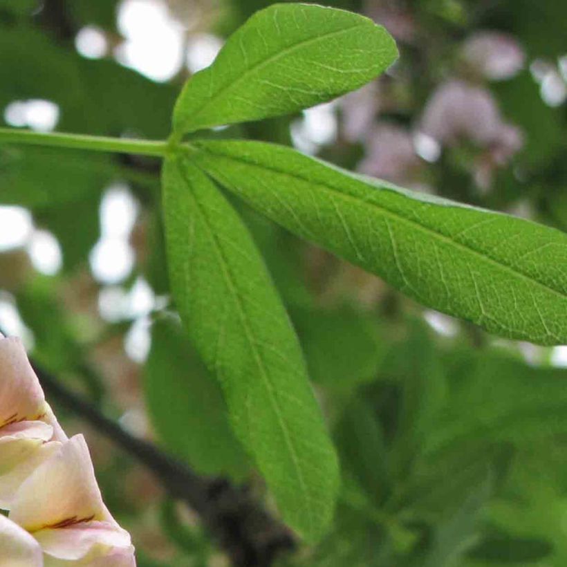 Laburnocytisus adamii (Follaje)