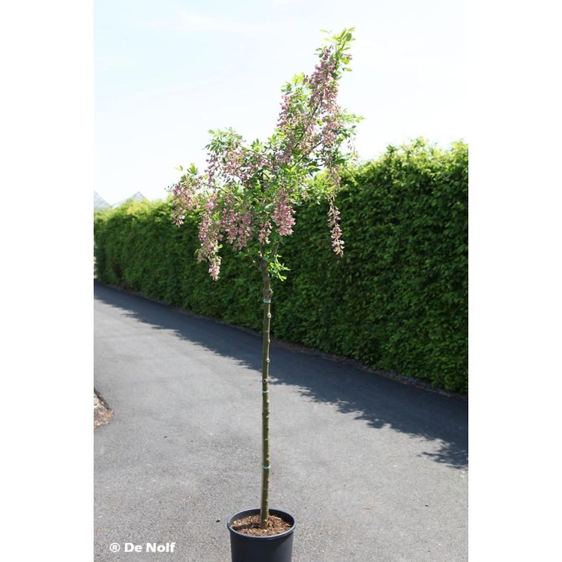 Laburnocytisus adamii (Porte)