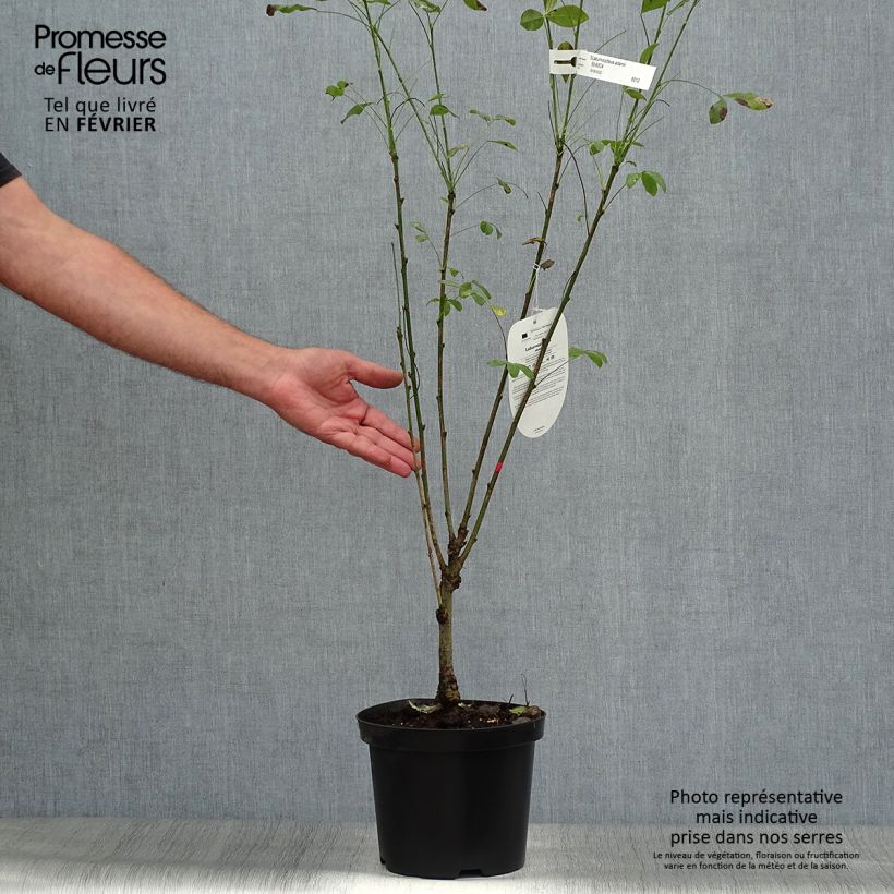 Ejemplar de Laburnocytisus adamii Maceta 4L/5L entregado en otoño