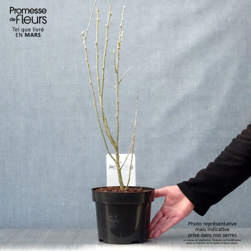 Laburnum anagyroides Maceta 2L/3L Ejemplar entregado en la primavera