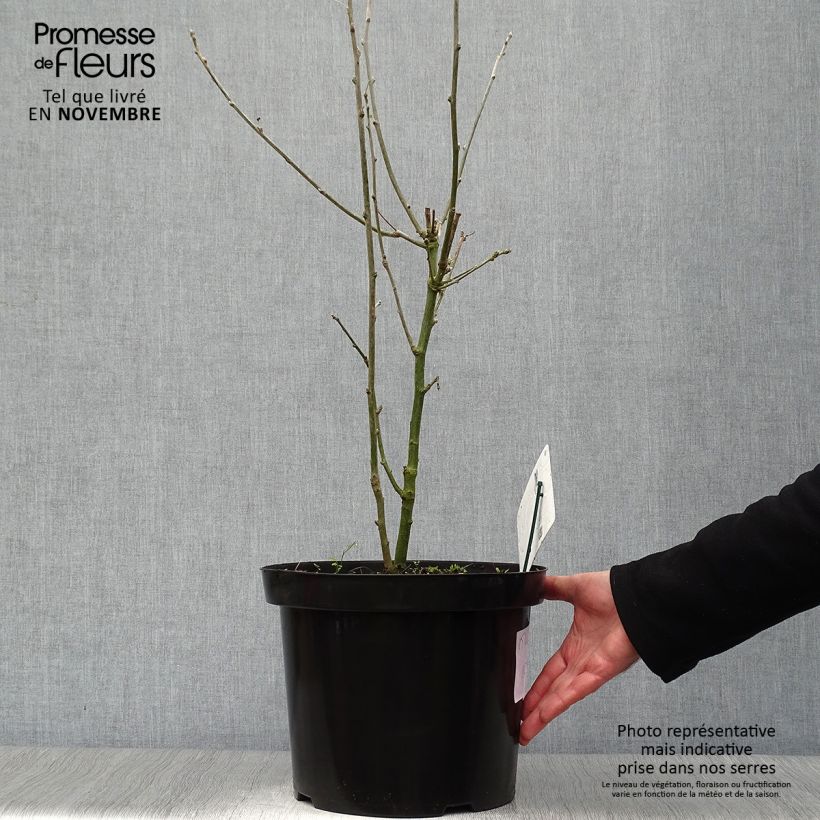 Ejemplar de Laburnum anagyroides Maceta 7,5L/10L entregado en otoño