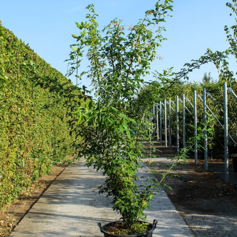 Laburnum anagyroides Maceta 70L/75L Ejemplar entregado en la primavera