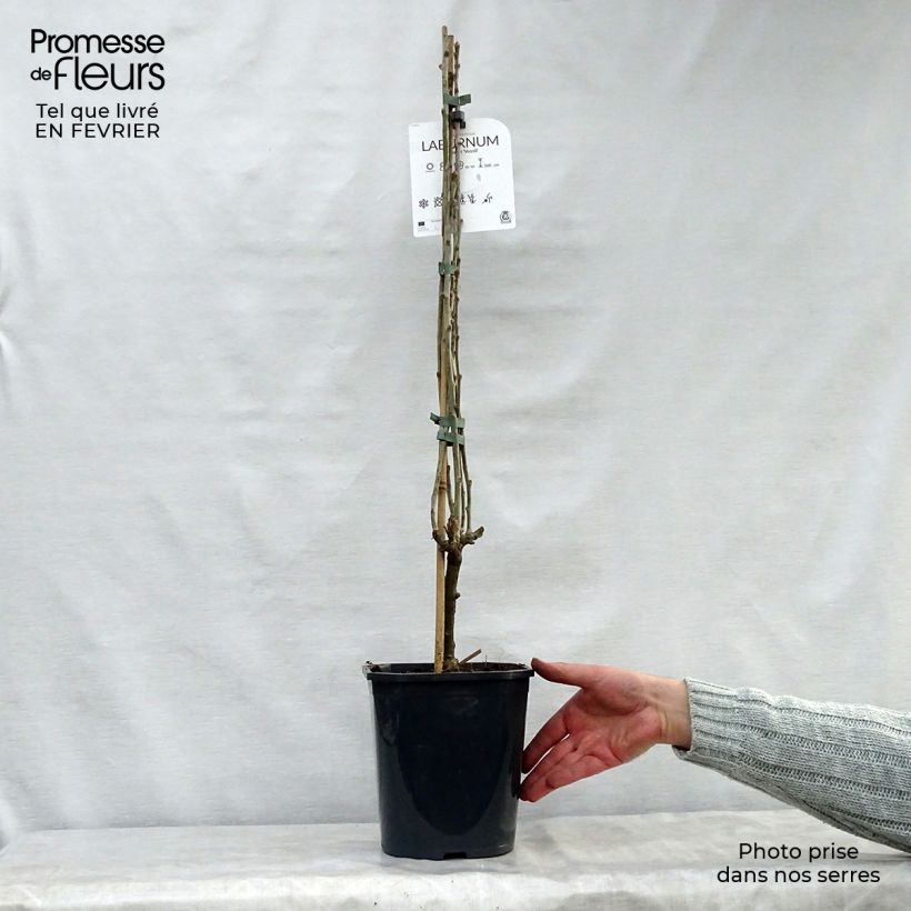 Laburnum watereri Vossii Maceta 3L/4L Ejemplar entregado en invierno