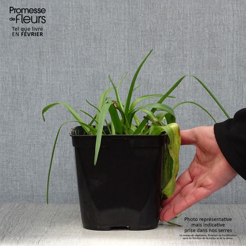 Lachenalia African Beauty Namakwa Maceta 2L/3L Ejemplar entregado en invierno