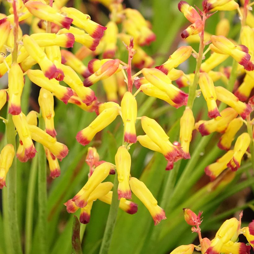 Lachenalia African Beauty Namakwa (Floración)