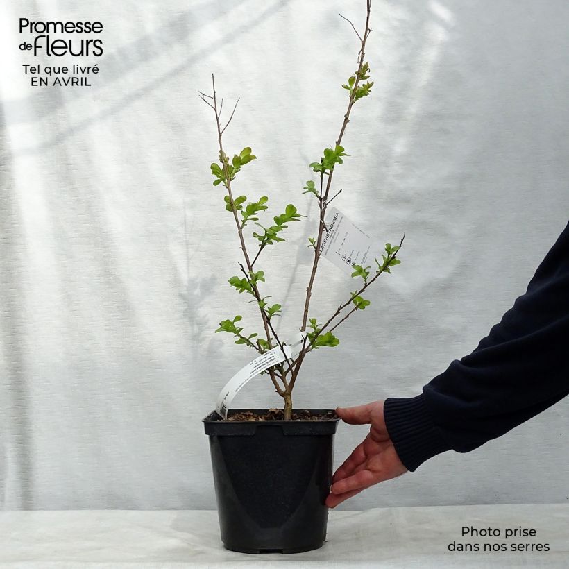 Árbol de Júpiter Braise d'Eté - Lagerstroemia indica Maceta 3L/4L, Formación arbustiva Ejemplar entregado en la primavera