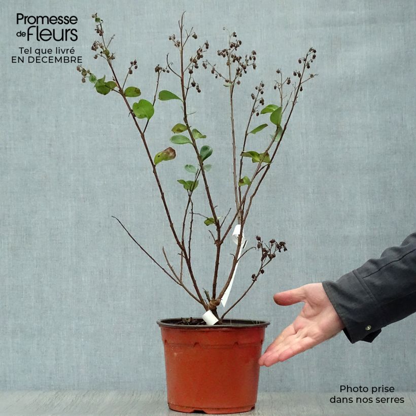 Árbol de Júpiter Braise d'Eté - Lagerstroemia indica Maceta 3L/4L Ejemplar entregado en invierno