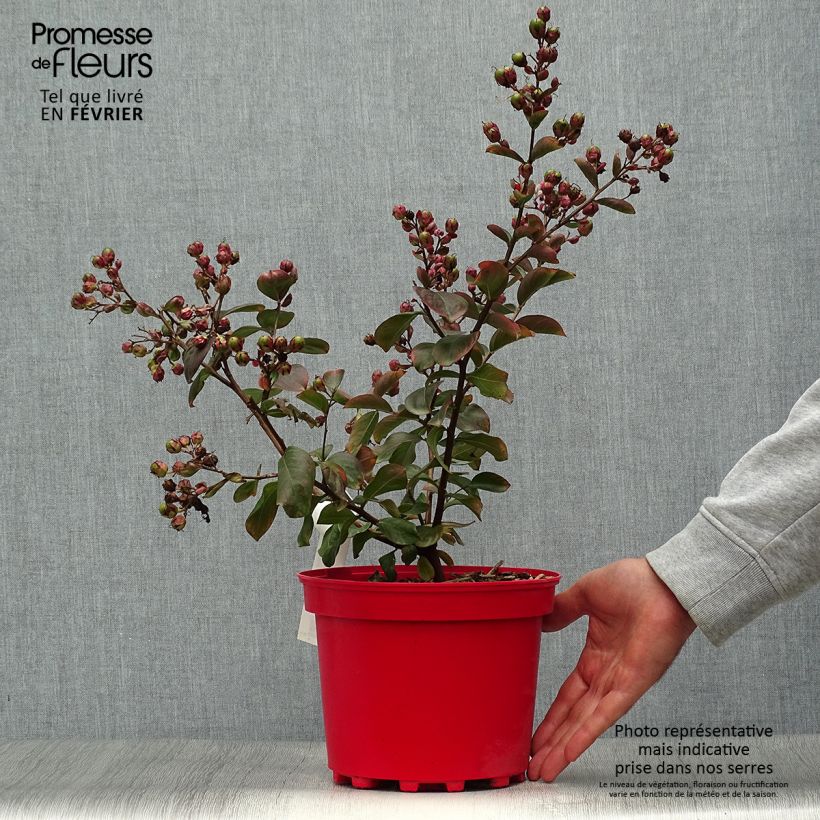 Ejemplar de Árbol de Júpiter Braise d'Eté - Lagerstroemia indica Maceta 3L/4L entregado en otoño