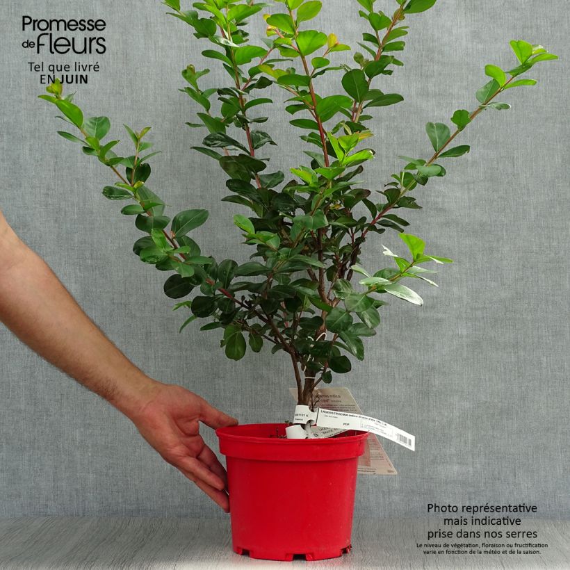Ejemplar de Árbol de Júpiter Braise d'Eté - Lagerstroemia indica Maceta 3L/4L, Formación arbustiva entregado en verano
