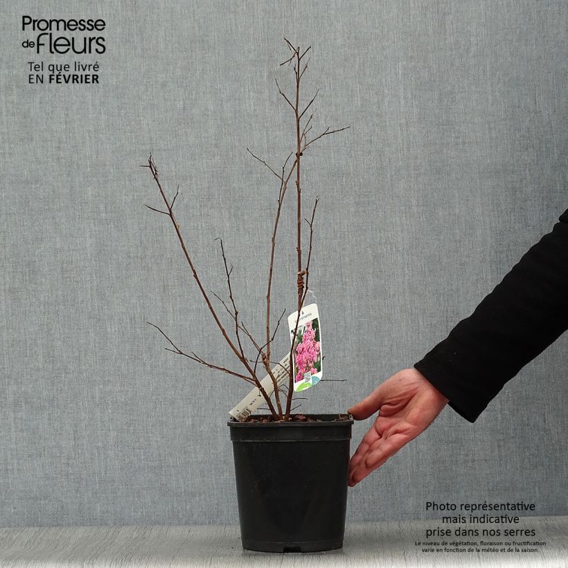 Árbol de Júpiter Camaïeu d'Ete - Lagerstroemia indica Maceta 4L/5L Ejemplar entregado en invierno