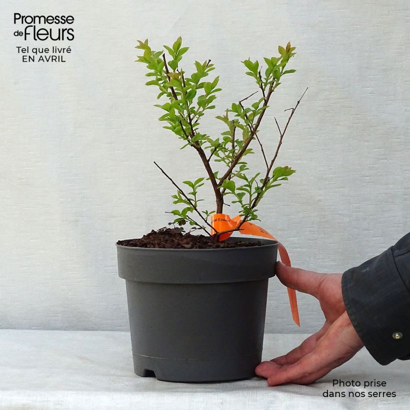 Árbol de Júpiter Mardi Gras - Lagerstroemia indica Maceta 3L/4L Ejemplar entregado en la primavera