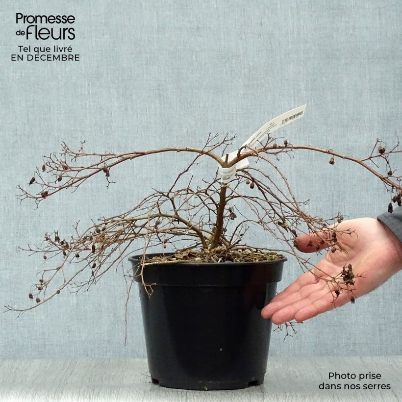 Árbol de Júpiter Mimie Fucsia - Lagerstroemia indica Maceta 2L/3L Ejemplar entregado en invierno