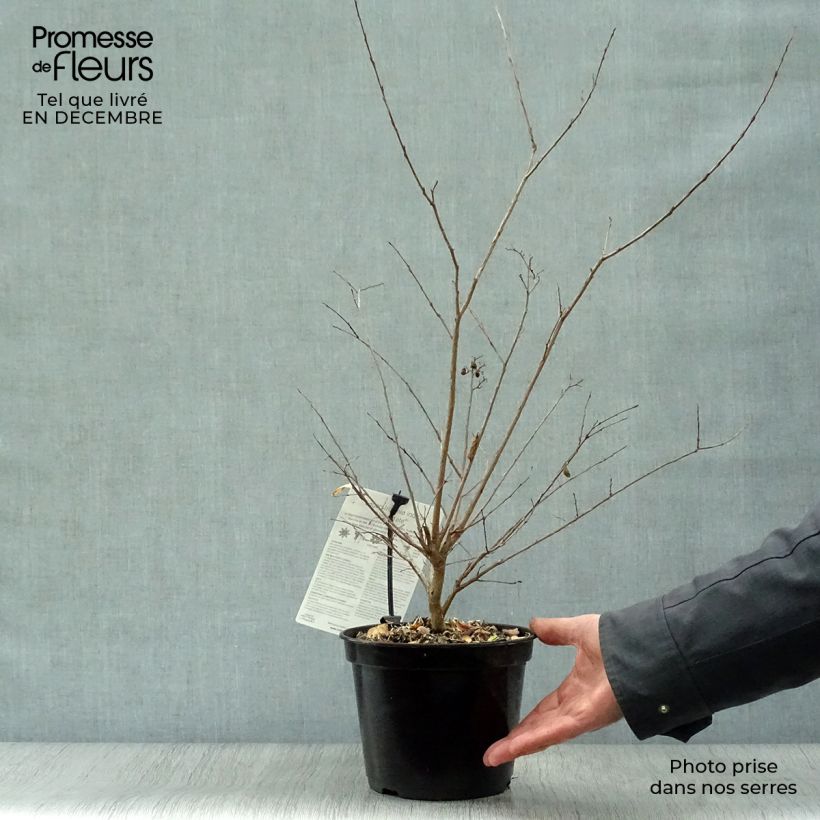 Árbol de Júpiter Neige d'Eté - Lagerstroemia indica Maceta 3L/4L Ejemplar entregado en invierno