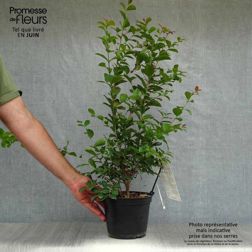Ejemplar de Árbol de Júpiter Neige d'Eté - Lagerstroemia indica Maceta 3L/4L entregado en verano