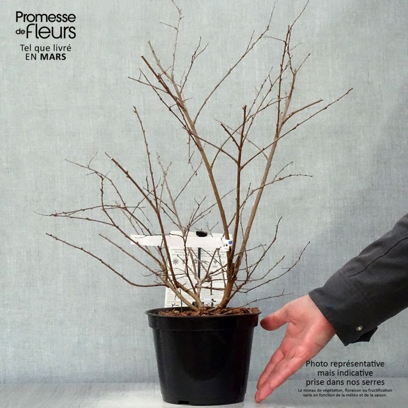 Árbol de Júpiter Neige d'Eté - Lagerstroemia indica Maceta 3L/4L Ejemplar entregado en la primavera