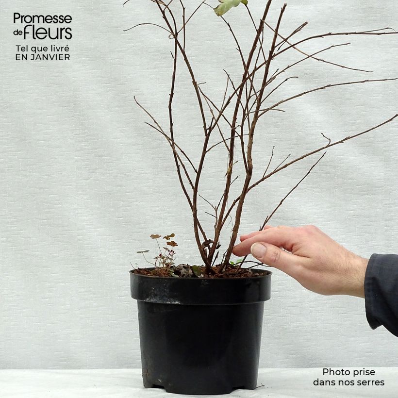 Árbol de Júpiter Rhapsody in PINK - Lagerstroemia indica Maceta 3L/4L Ejemplar entregado en invierno