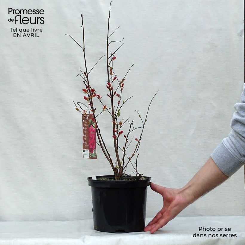 Árbol de Júpiter Rhapsody in PINK - Lagerstroemia indica Maceta 3L/4L, Formación arbustiva Ejemplar entregado en la primavera