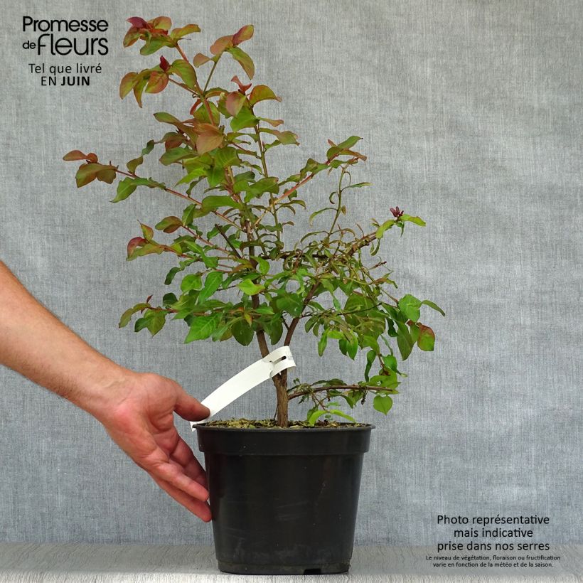 Ejemplar de Árbol de Júpiter Rhapsody in PINK - Lagerstroemia indica Maceta 3L/4L, Formación arbustiva entregado en verano