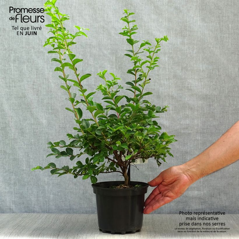 Ejemplar de Árbol de Júpiter Bergerac - Lagerstroemia indica Maceta 3L/4L, Formación arbustiva entregado en verano