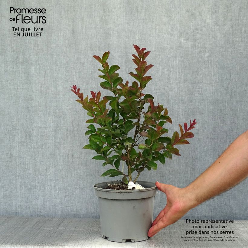 Ejemplar de Árbol de Júpiter Berlingot Menthe - Lagerstroemia indica Maceta 3L/4L, Formación arbustiva entregado en verano