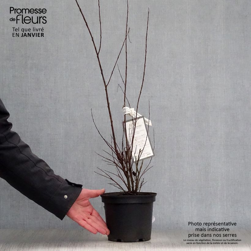 Árbol de Júpiter Black Diamond Lavender Lace - Lagerstroemia indica Maceta 7,5L/10L Ejemplar entregado en invierno