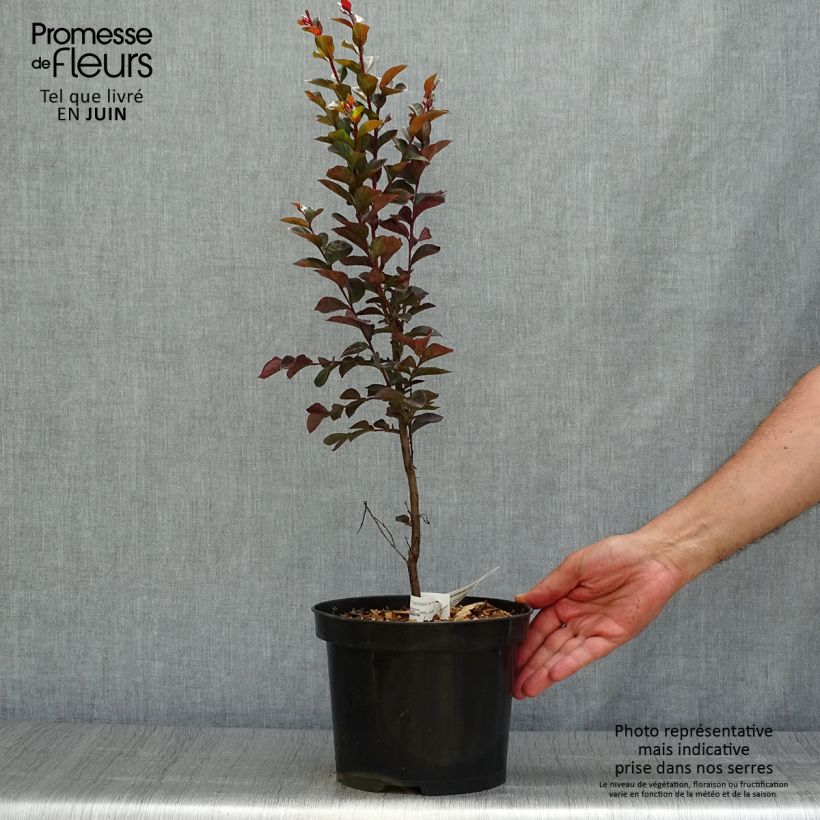 Ejemplar de Árbol de Júpiter Black Solitaire Blush - Lagerstroemia indica Maceta 3L/4L entregado en verano