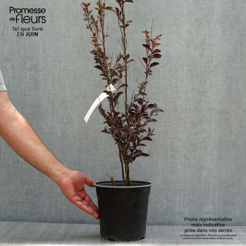 Ejemplar de Árbol de Júpiter Black Solitaire Pure White - Lagerstroemia indica Maceta 3L/4L entregado en verano