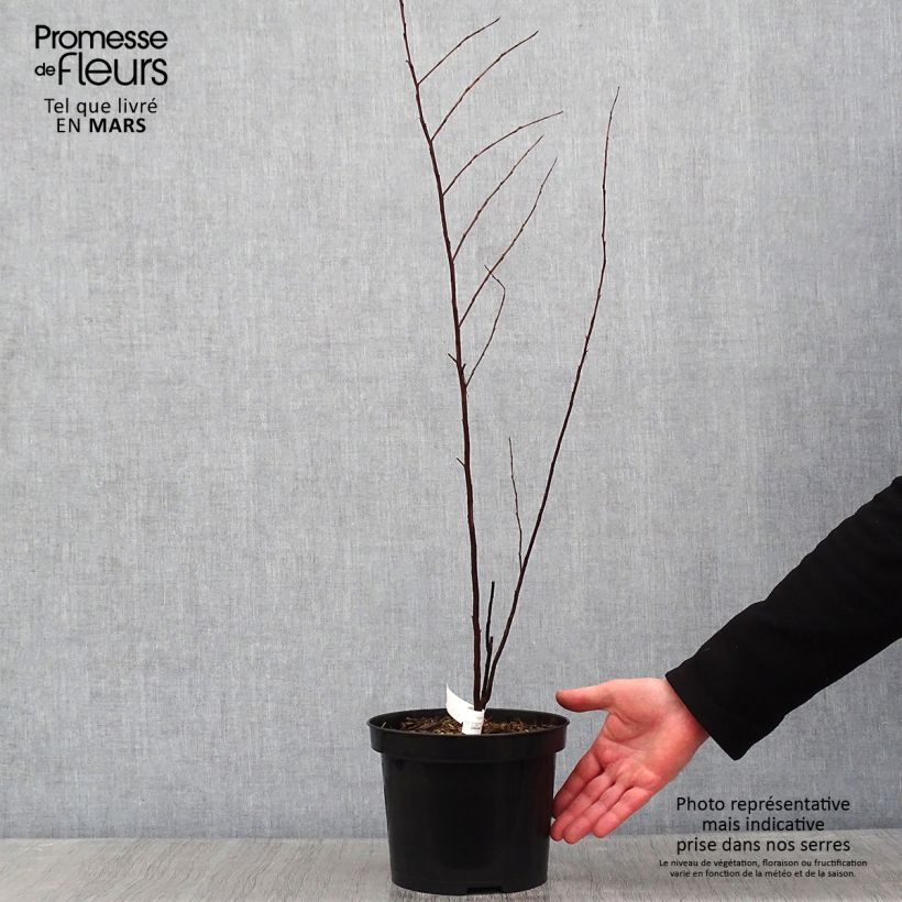 Árbol de Júpiter Black Solitaire Purely Purple - Lagerstroemia indica Maceta 3L/4L Ejemplar entregado en invierno