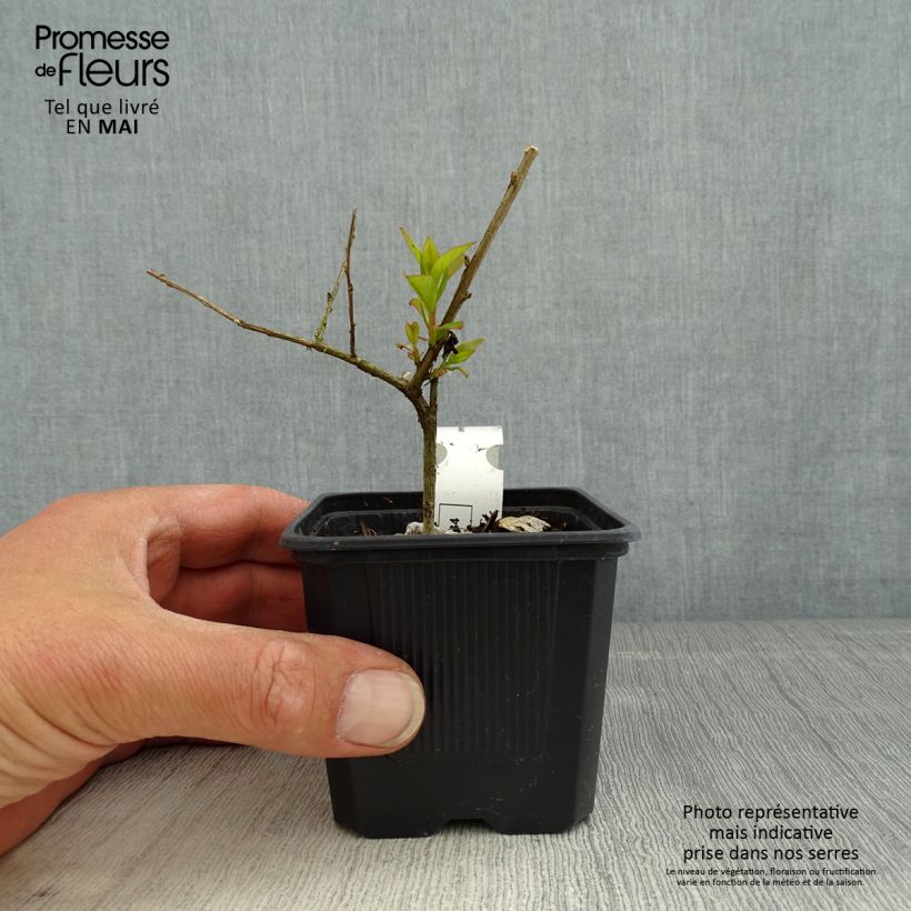 Árbol de Júpiter Cherry - Lagerstroemia indica Maceta de 8/9 cm Ejemplar entregado en la primavera