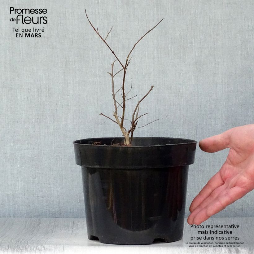 Árbol de Júpiter Coral Magic - Lagerstroemia indica Maceta 2L/3L Ejemplar entregado en la primavera