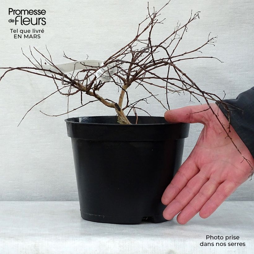 Árbol de Júpiter Cordon Bleu - Lagerstroemia indica Maceta 3L/4L Ejemplar entregado en la primavera