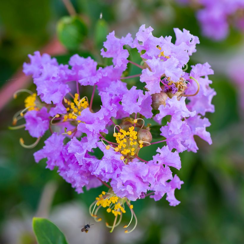 Árbol de Júpiter Cordon Bleu - Lagerstroemia indica (Floración)