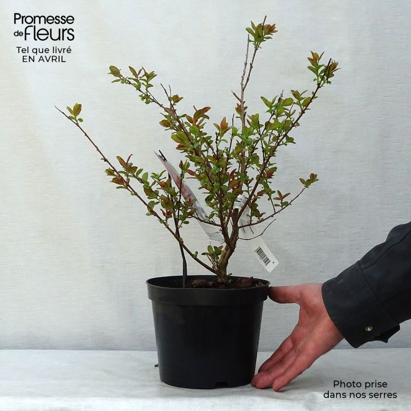 Árbol de Júpiter Dynamite - Lagerstroemia indica Maceta 3L/4L, Formación arbustiva Ejemplar entregado en la primavera