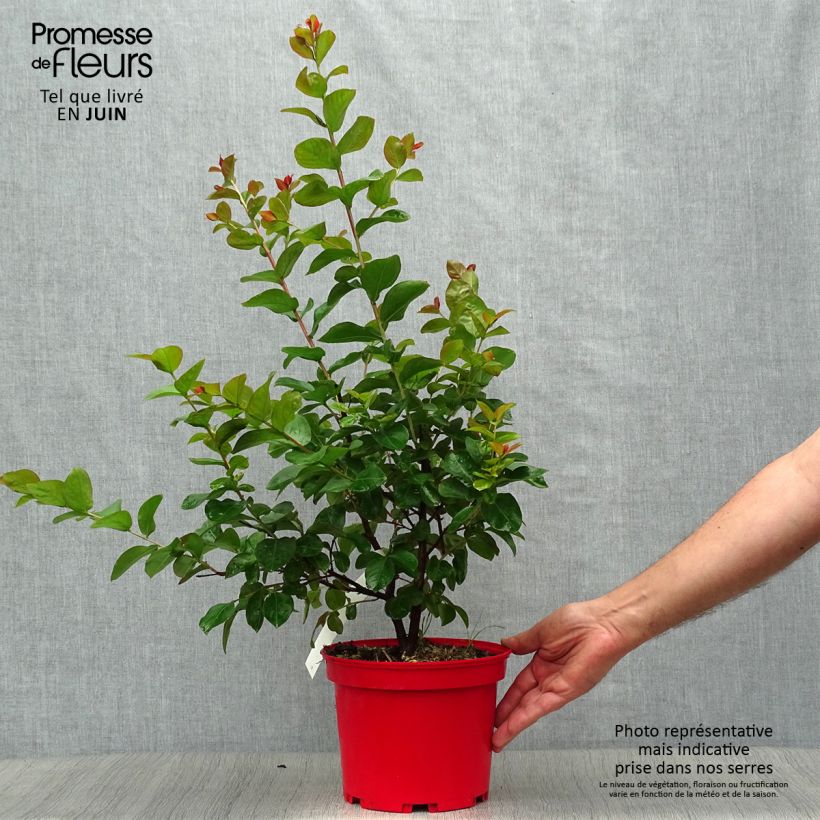 Ejemplar de Árbol de Júpiter Dynamite - Lagerstroemia indica Maceta 3L/4L, Formación arbustiva entregado en verano