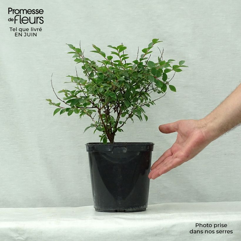 Ejemplar de Árbol de Júpiter Fucsia d'Eté - Lagerstroemia indica Maceta 4L/5L, Formación arbustiva entregado en verano
