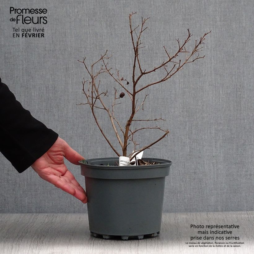 Árbol de Júpiter Fucsia d'Eté - Lagerstroemia indica Maceta 4L/5L Ejemplar entregado en invierno