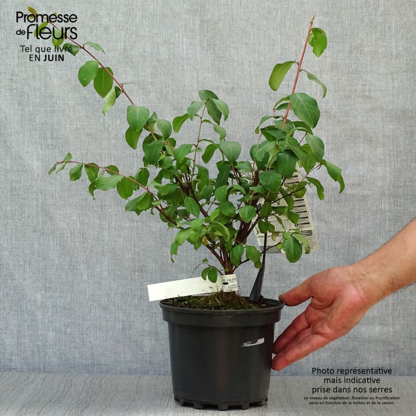 Ejemplar de Árbol de Júpiter Grand Cru - Lagerstroemia indica Maceta 3L/4L entregado en verano