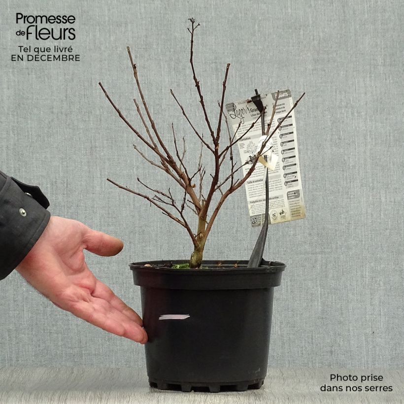 Árbol de Júpiter Grand Cru - Lagerstroemia indica Maceta 3L/4L Ejemplar entregado en invierno