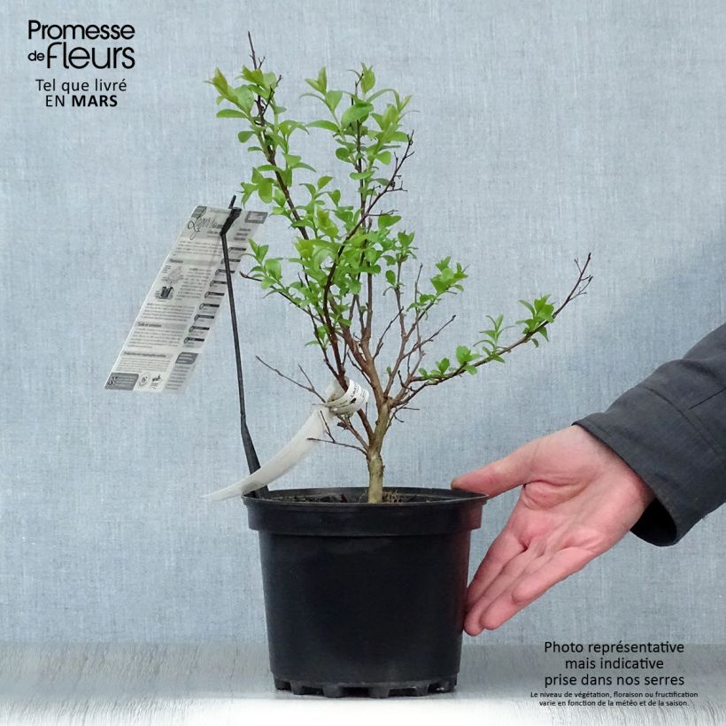 Árbol de Júpiter Grand Cru - Lagerstroemia indica Maceta 3L/4L Ejemplar entregado en la primavera